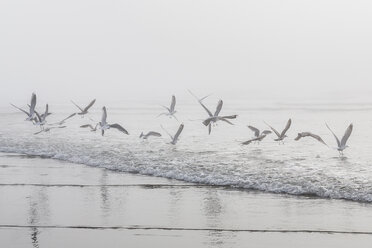 USA, Washington, Seattle, Long Beach, fliegende Vögel am Strand - NGF000259
