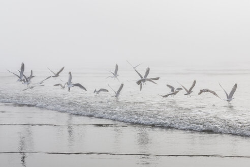USA, Washington, Seattle, Long Beach, flying birds on beach - NGF000259