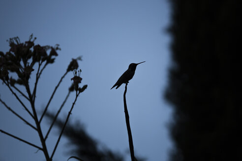 USA, Sacramento, Silhouette eines Kolibris - NGF000269