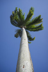 Brasilien, Bahia, Palme vor blauem Himmel von unten gesehen - MAUF000235