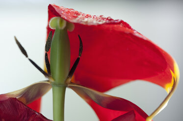 Verwelkte Tulpenblüte mit Wassertropfen - CRF002733