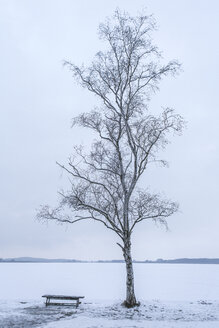 Deutschland, Brandenburg, Rangsdorfer See, Birke und Bank im Winter - ASCF000504