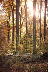 Deutschland, Düsseldorf, Benrather Wald, Bäume und Sonnenschein im Herbst - GUFF000256
