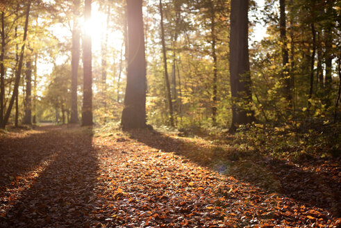 Deutschland, Düsseldorf, Benrather Wald, Bäume und Sonnenschein im Herbst - GUFF000257