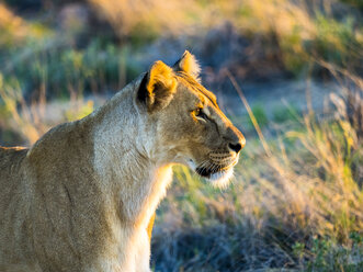 Namibia, Outjo, Ongava Wildreservat, weiblicher Löwe, Panthera leo - AMF004737