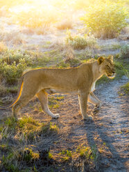 Namibia, Outjo, Ongava Wild Reservat, female lion, Panthera leo - AMF004738