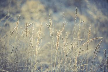Gräser im Winter - ASCF000505