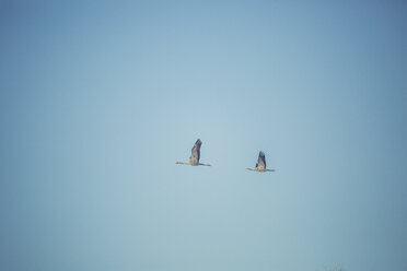 Two flying cranes - ASCF000506