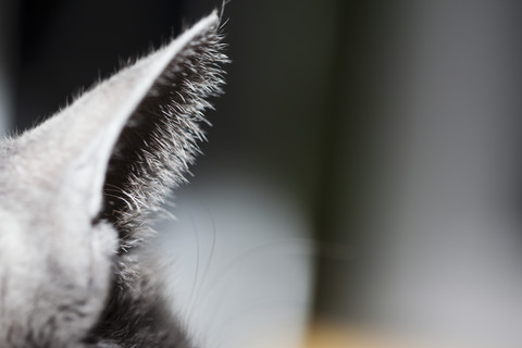 Ear of grey cat, close-up stock photo