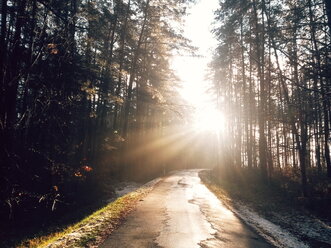 Waldweg im Gegenlicht - BRF001252