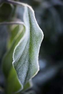 Frost-covered Rhododendron leaf - GUFF000263