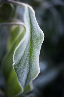 Frostbedecktes Rhododendronblatt - GUFF000263