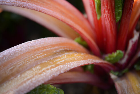 Frost-covered pieplant - GUFF000264
