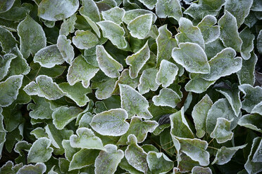 Frost-covered leaves - GUFF000265