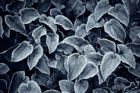 Frost-covered leaves - GUFF000266