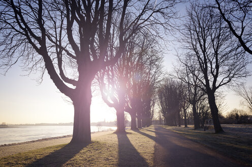 Germany, Neuss, treelined path at morning backlight in winter - GUFF000269