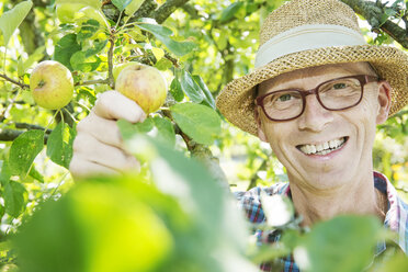 Portrait of happy allotment gardener harvesting apples - JATF000827