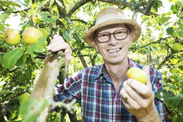 Porträt eines glücklichen Kleingärtners, der Äpfel erntet - JATF000828