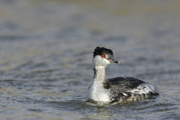 Slawentaucher, Podiceps auritus - MJOF001135