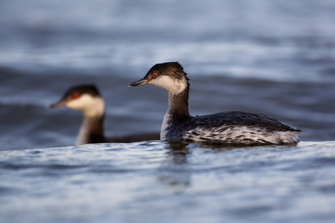 Slawentaucher, Podiceps auritus, lizenzfreies Stockfoto