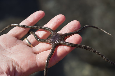 Spanien, Kanarische Inseln, La Gomera, Schlangenstern Ophioderma longicaudum in der Hand, lizenzfreies Stockfoto