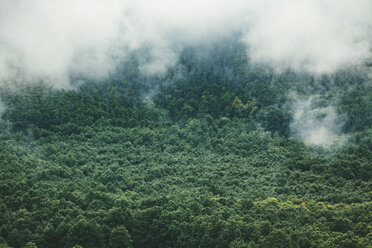 Bulgarien, schlechtes Wetter, Nebel über dem Wald - BZF000278