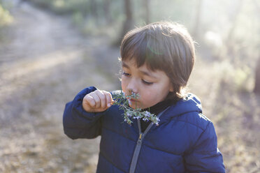 Little boy smelling blossoming twig of rosemary - VABF000126