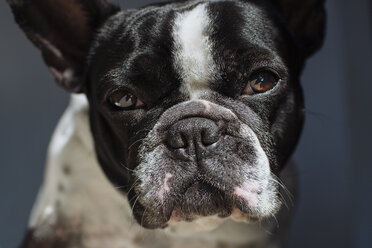 Porträt einer Französischen Bulldogge - KIJF000149
