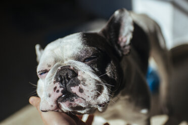 Porträt einer französischen Bulldogge, die von ihrem Besitzer gestreichelt wird - KIJF000150