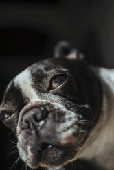 Porträt einer Französischen Bulldogge - KIJF000151