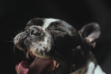Porträt einer gähnenden Französischen Bulldogge - KIJF000152