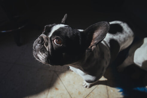 Porträt einer französischen Bulldogge mit Blick nach oben - KIJF000153