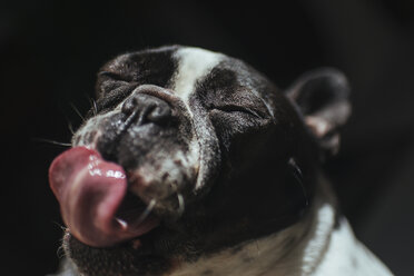 Porträt einer französischen Bulldogge, die ihre Schnauze leckt - KIJF000154