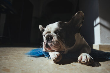 Porträt einer schlafenden Französischen Bulldogge - KIJF000156