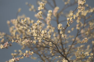 Winter cherry, Prunus subhirtella, blossoms, flowering - ASCF000509