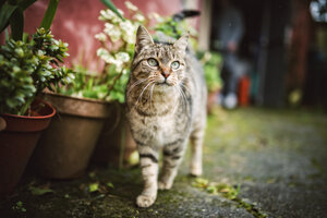 Porträt einer getigerten Katze - RAEF000853