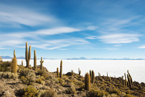 Bolivia, Atacama, Altiplano, Salar de Uyuni, Cacti on Incahuasi island - GEMF000705