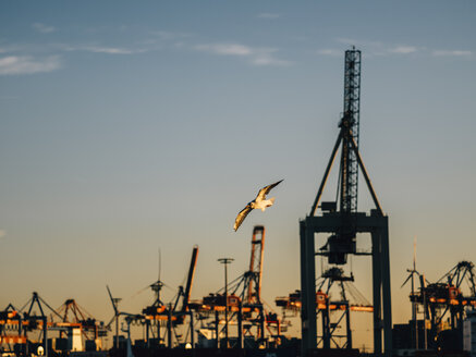 Deutschland Hafen, Kranichanlage, fliegende Möwe am Abend - KRPF001713