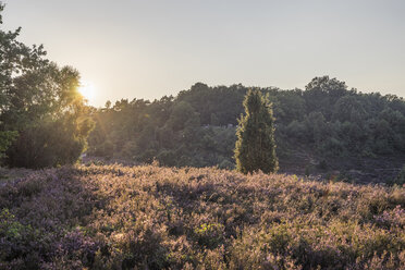 Deutschland, Heidekreis, Lüneburger Heide bei Sonnenuntergang - PVCF000753