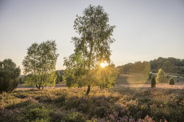 Germany, Heidekreis, Luneburger Heide at sunset - PVCF000754