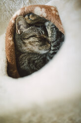 Tabby cat sleeping in burrow - RAEF000860