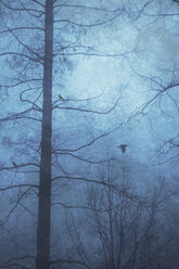 Bare trees and crows - DWIF000682