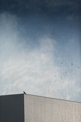 Bird on roof of an hall, digitally manipulated - DWIF000683