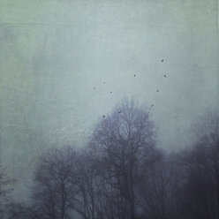 Silhouettes of trees during fog with flying birds, textured effect - DWIF000685
