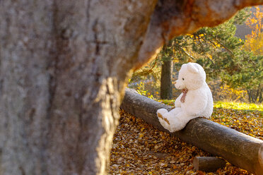 Weißer Teddybär sitzt auf totem Holz im Wald - CHAF001648