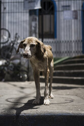 Brasilien, Rio de Janeiro, Porträt eines abgemagerten Hundes in einer Favela - MAUF000244