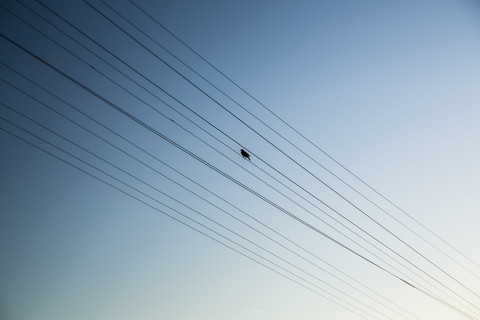 Bird perching on power supply line stock photo