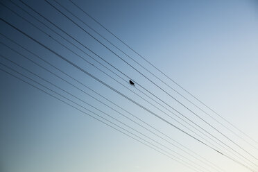 Vogel hockt auf Stromleitung - NGF000288