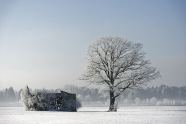 Germany, Bavaria, frost-covered tree besides decayed barn - LBF001365