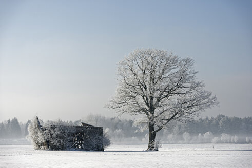 Deutschland, Bayern, frostbedeckter Baum neben verfallener Scheune - LBF001365